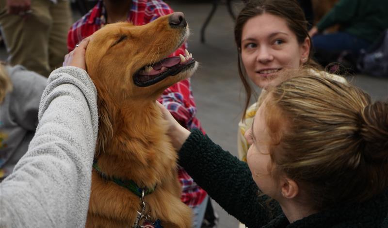 a golden retriever leans his head back while being pet by multiple students; he seems to be smiling