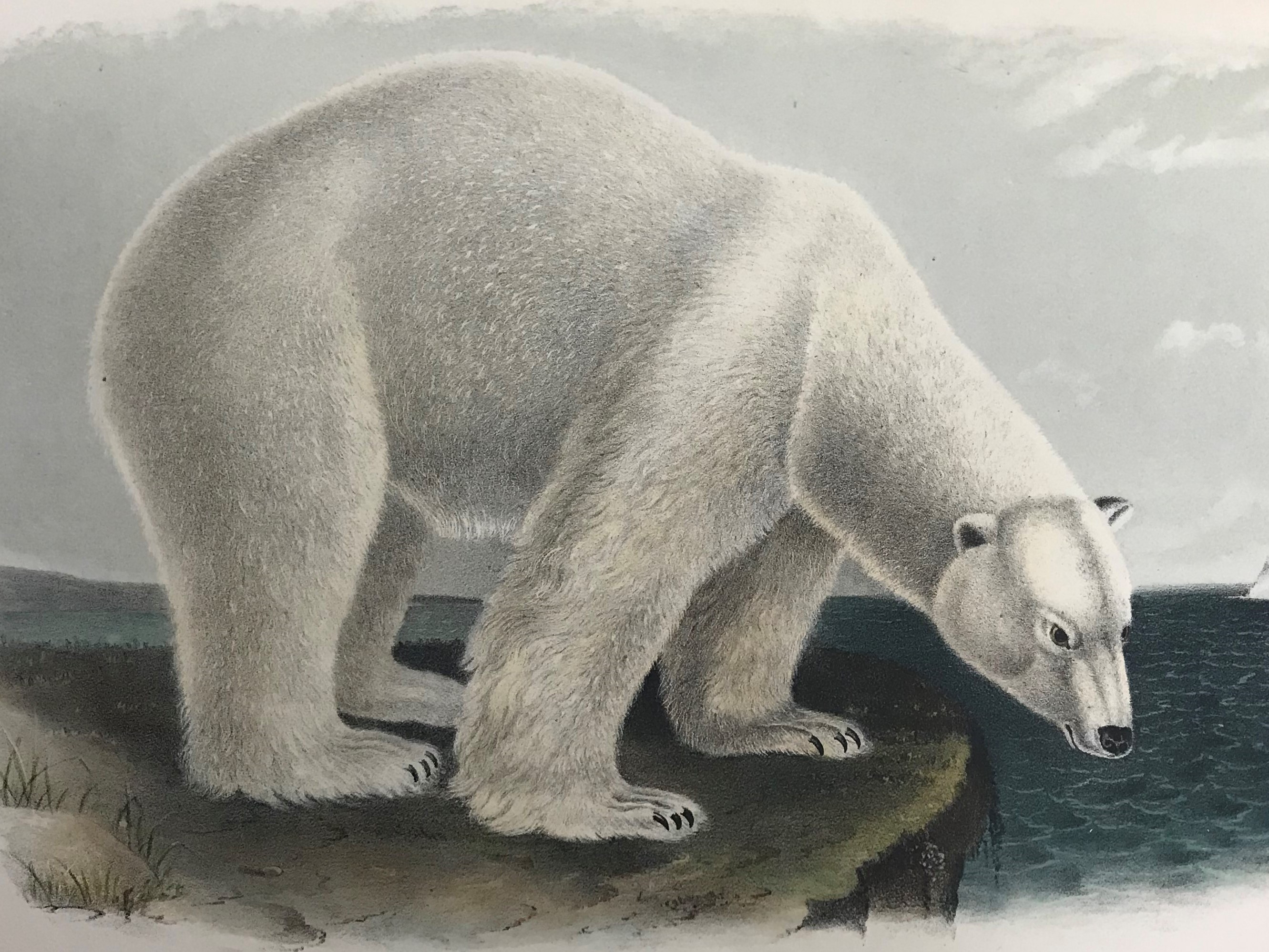 Audubon’s colorful plate of the polar bear
