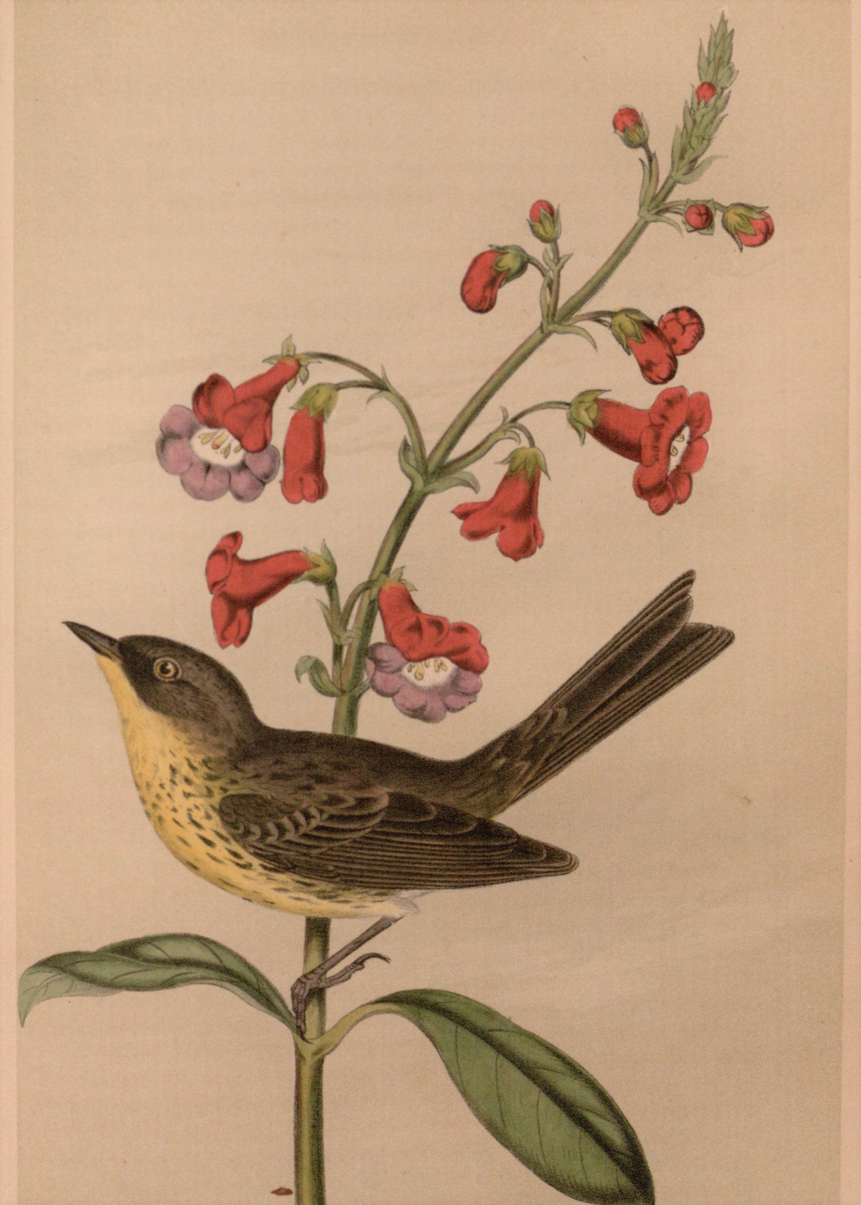 Cassin’s colorful plate of Kirtland’s Warbler