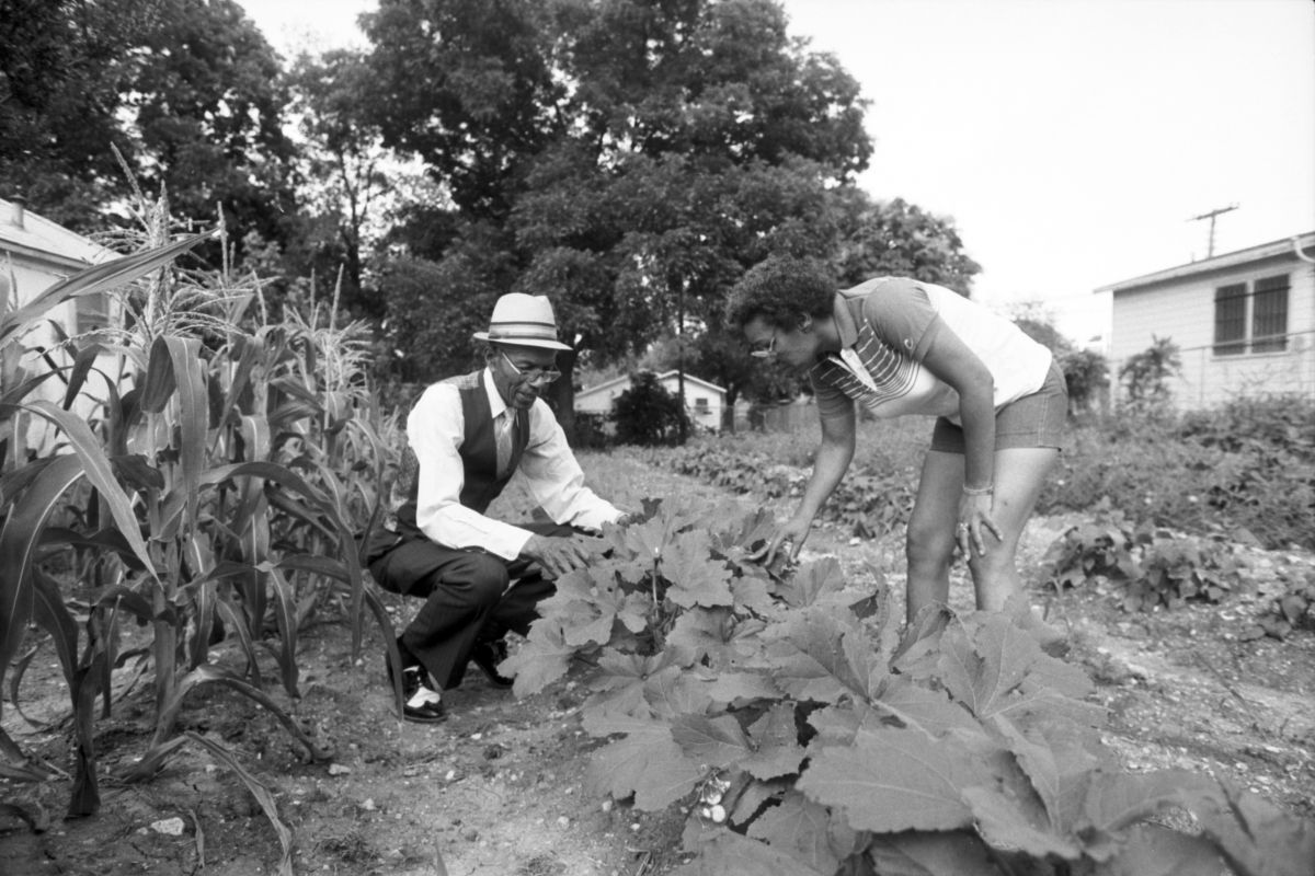 Calvin Littlejohn and Peggy Jean Clark look over the crop of okra at the Near Southeast Citizens Committee Inc. Community Garden at 1327 Illinois Ave. in Fort Worth, Texas.
