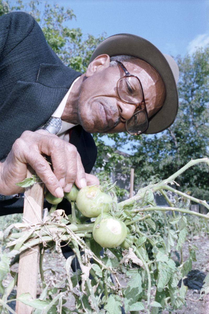 Calvin Littlejohn examines damaged tomatoes at the Near Southeast Citizens Committee Inc. community garden at the corner of New York Avenue and East Myrtle Street, Fort Worth, Texas.