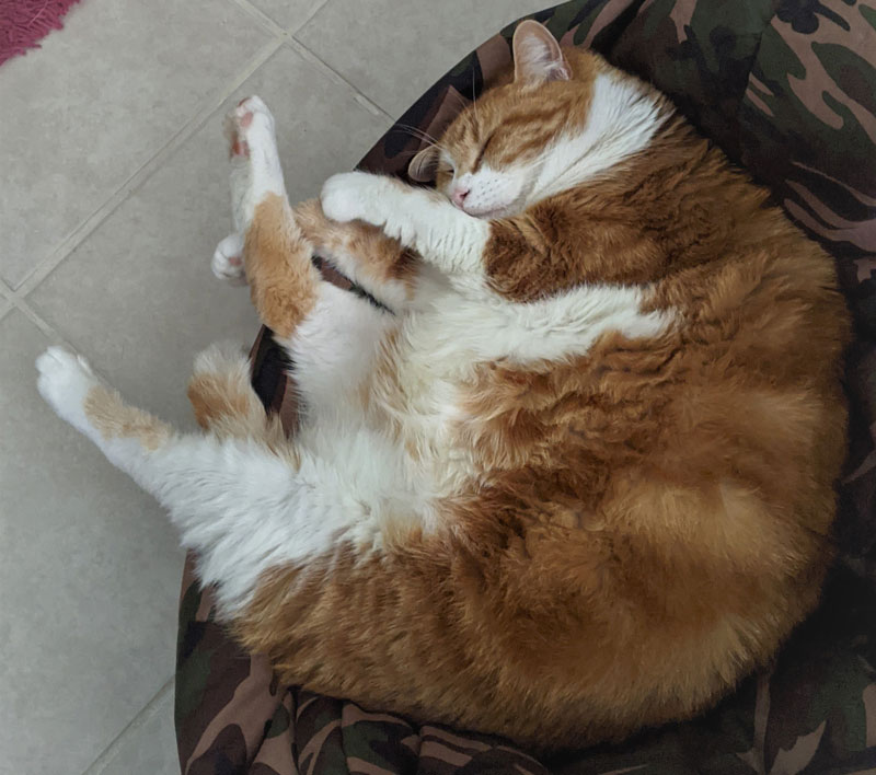 orange and white cat sleeping