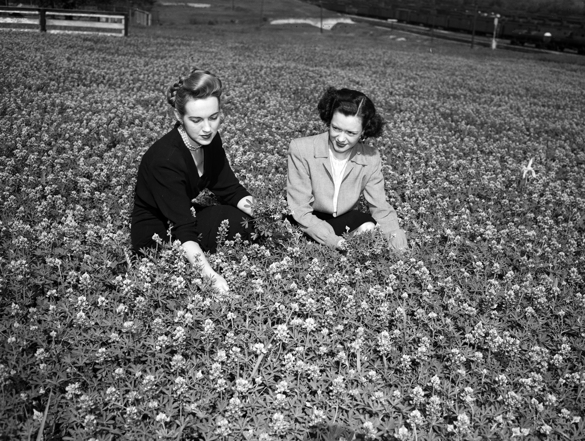 Black and white photo of two women sitting in a field of bluebonnets, picking them from the ground.