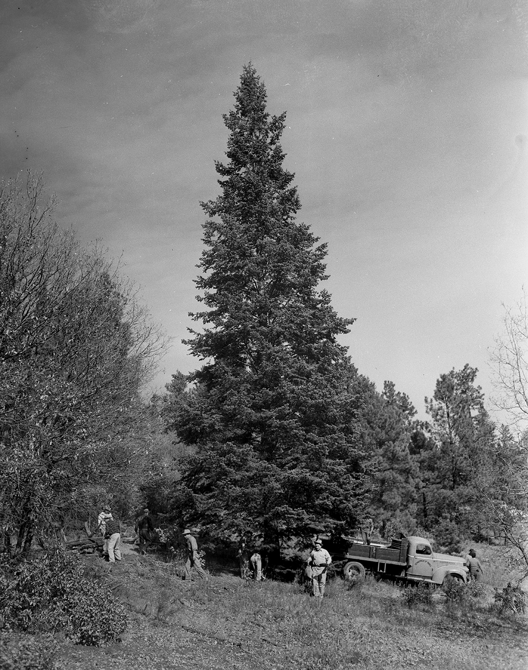 Huge fir tree preparing to be cut down to use as Fort Worth's Christmas Tree.