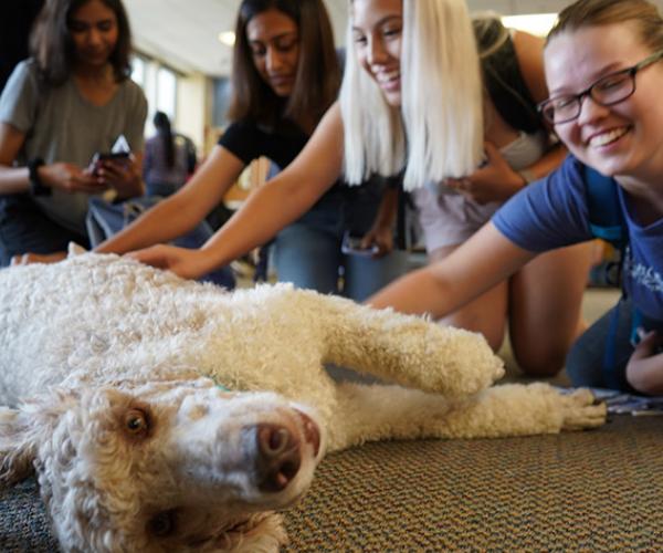 students petting Tucker the Labradoodle