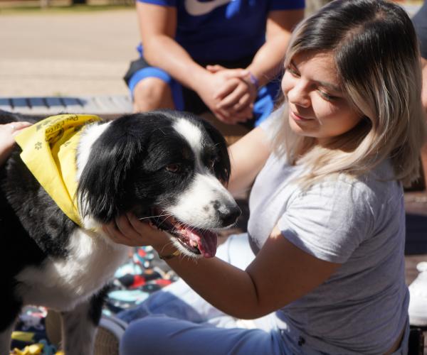 A student sits on a patio, petting a black and white border collie wearing a yellow bandana.